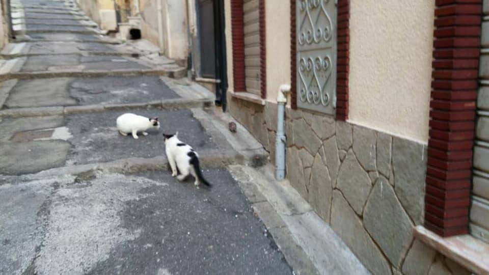 riviera24 -  grosso ratto ruba il cibo dalla ciotola davanti ai gatti