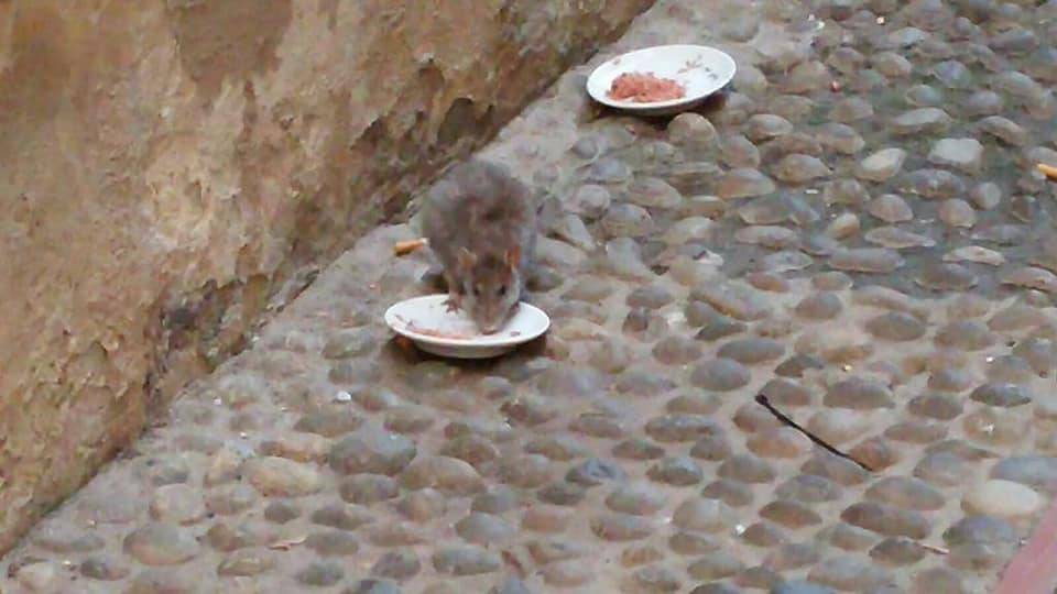 riviera24 -  grosso ratto ruba il cibo dalla ciotola davanti ai gatti