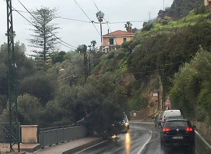 albero bordighera