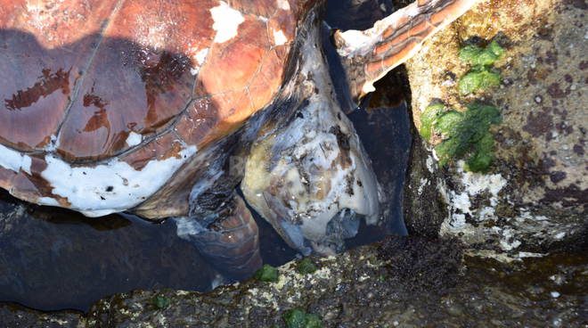 Bordighera, tartaruga marina morta incastrata negli scogli