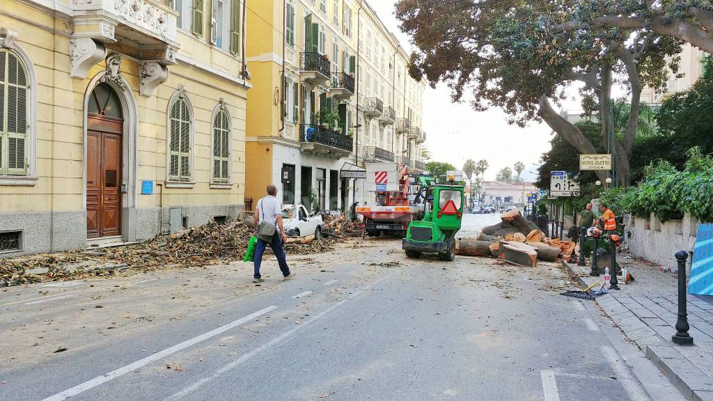 riviera24-Sanremo, albero caduto in via Roma: l'Aurelia rimane chiusa