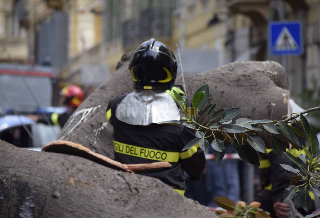 riviera24 - Sanremo, gigantesca magnolia si abbatte su via Roma