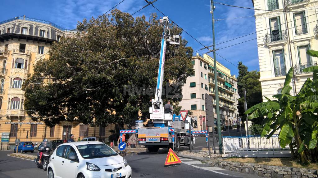 riviera24 - Ficus in Largo Nuvoloni a Sanremo