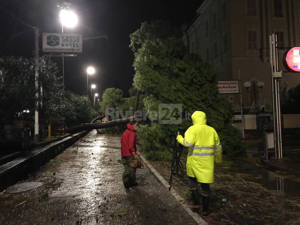 riviera24 - Caduta alberi a Diano Marina maltempo