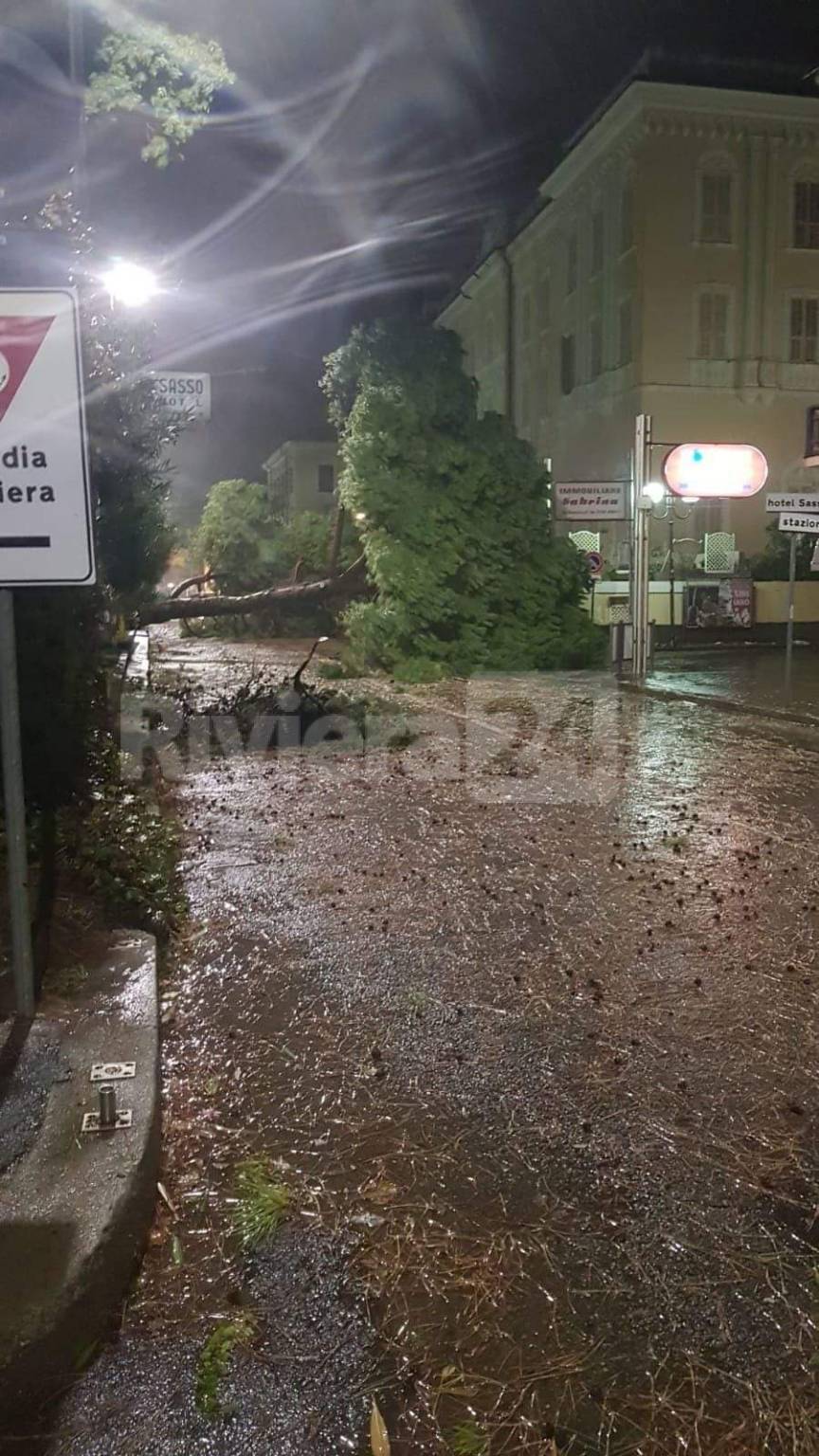 riviera24 - Caduta alberi a Diano Marina maltempo