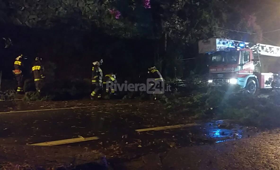 riviera24-vigili del fuoco per un albero caduto sull'Aurelia
