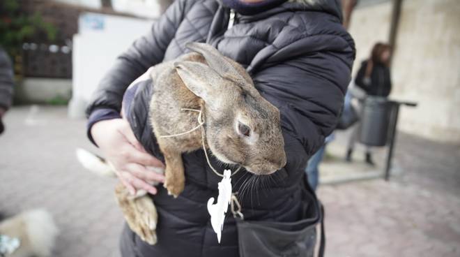 Benedizione degli animali, tradizione rispettata a Ospedaletti