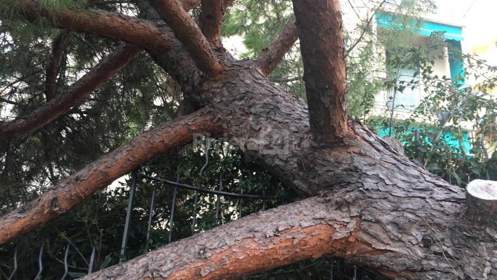 Albero crolla nel parco delle Carmelitane