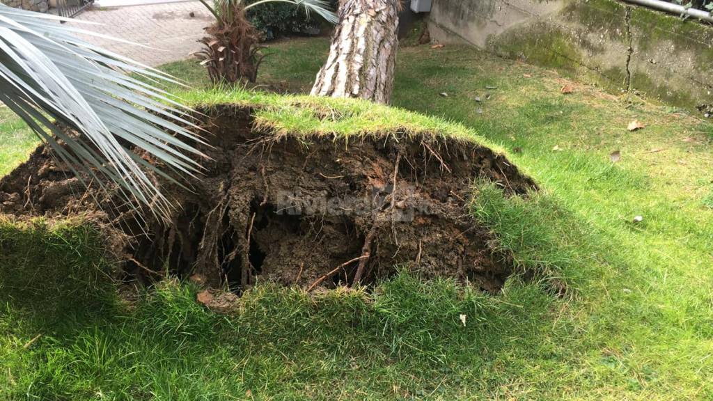 Albero crolla nel parco delle Carmelitane