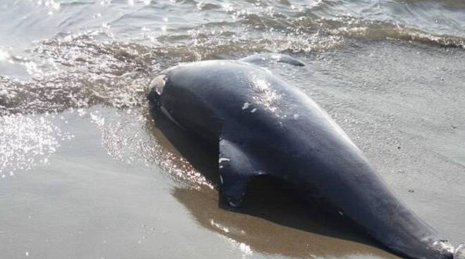 Diano Marina, trovato delfino privo di vita sulla spiaggia