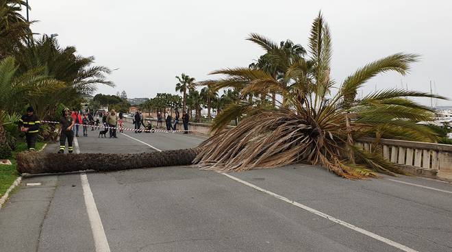 Raffiche di vento spezzano una palma. Tragedia sfiorata a Sanremo