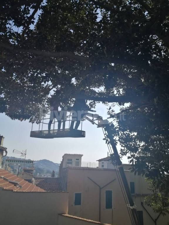 Potatura ficus piazza San Costanzo