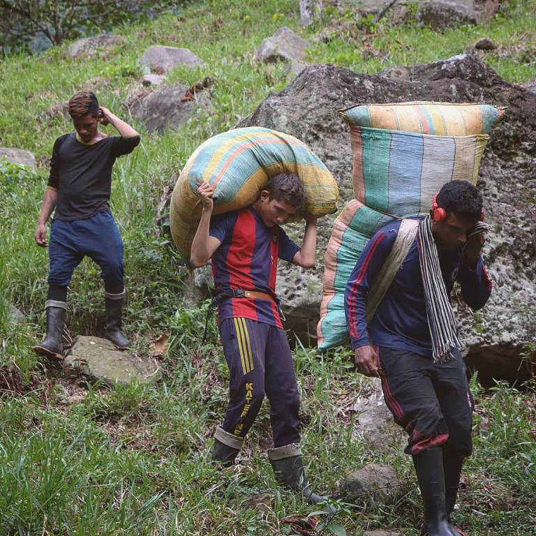 Yann de Vincentiis Colombia