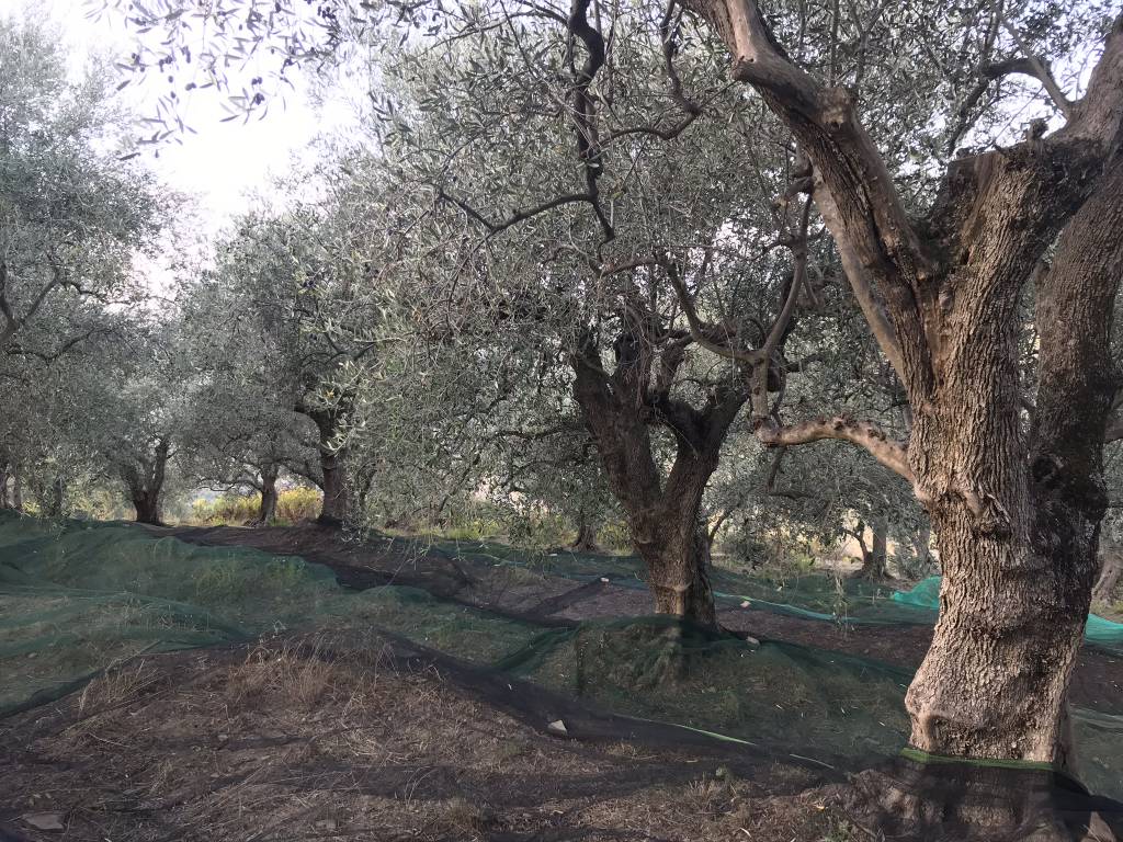 DOLCEACQUA - Camminata tra gli ulivi – Domenica 27 Ottobre