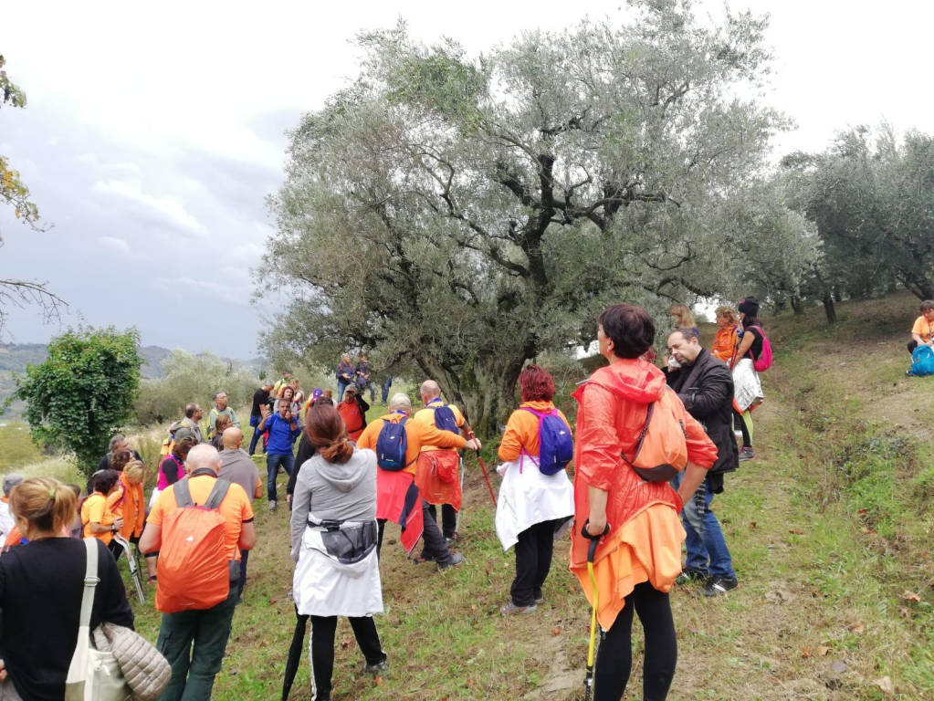 riviera24 - Camminata tra gli olivi 