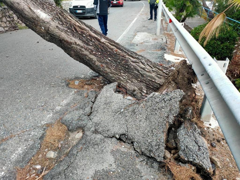 riviera24 - Bordighera, il vento sradica grosso pino marittimo