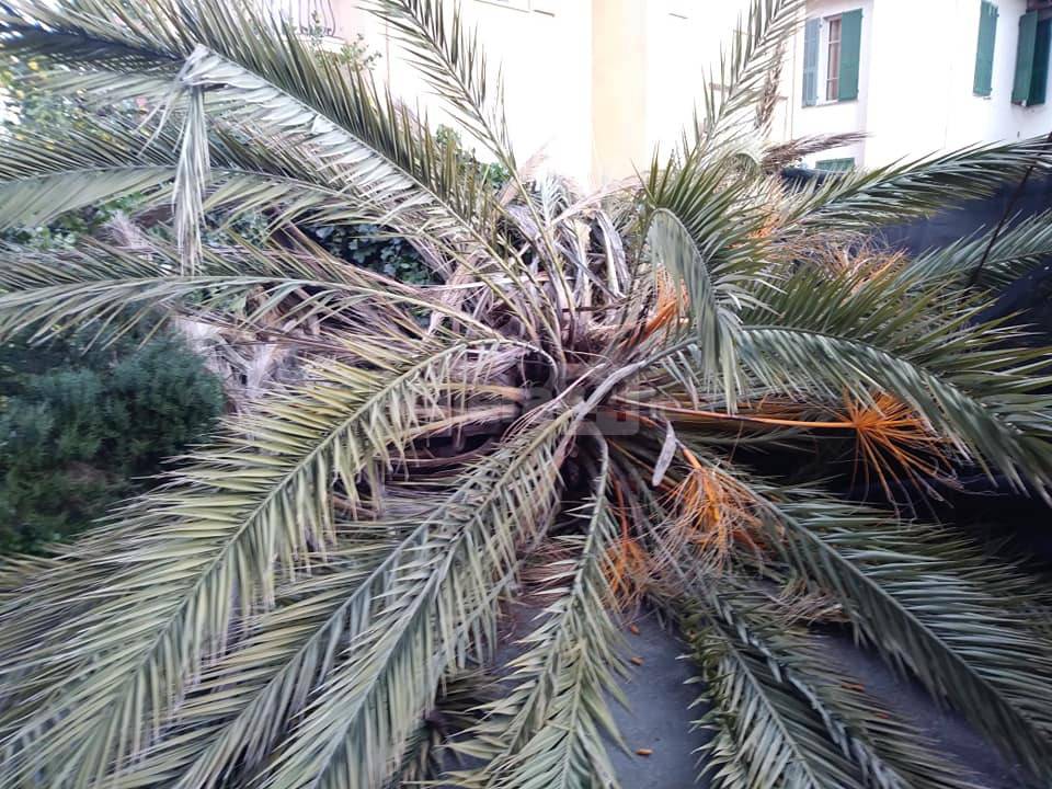 palma Bordighera