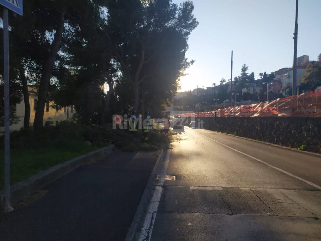 riviera24 - Caduta albero in lungomare Vespucci