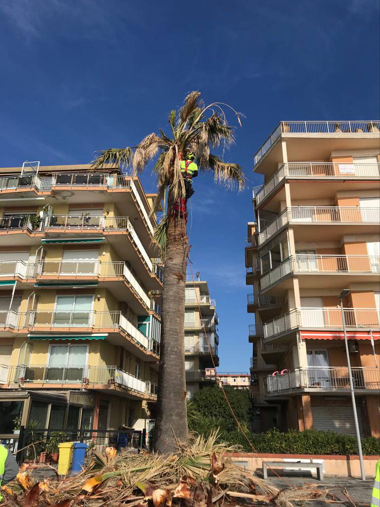 riviera24 - Palme whasingtonia