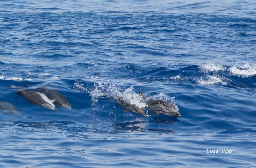 Foto delfini luca viale grossi bianchi