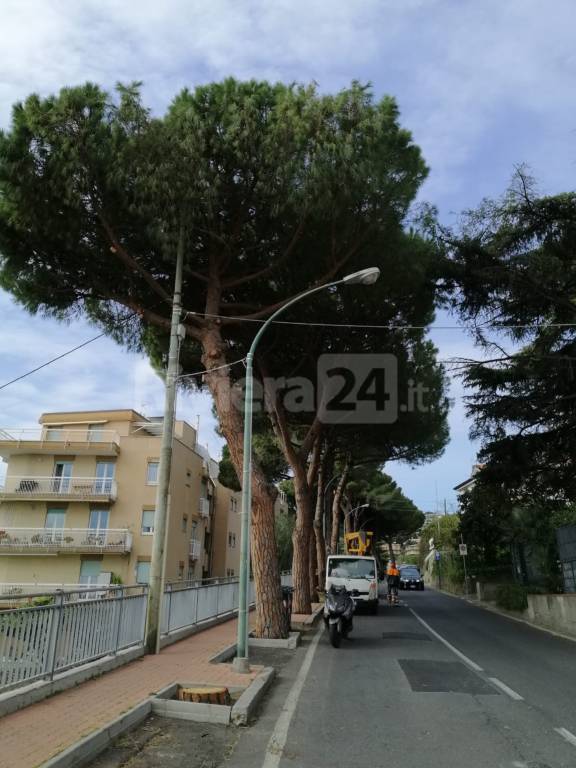 alberi sanremo