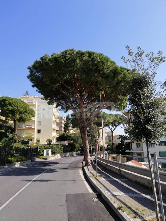 alberi sanremo