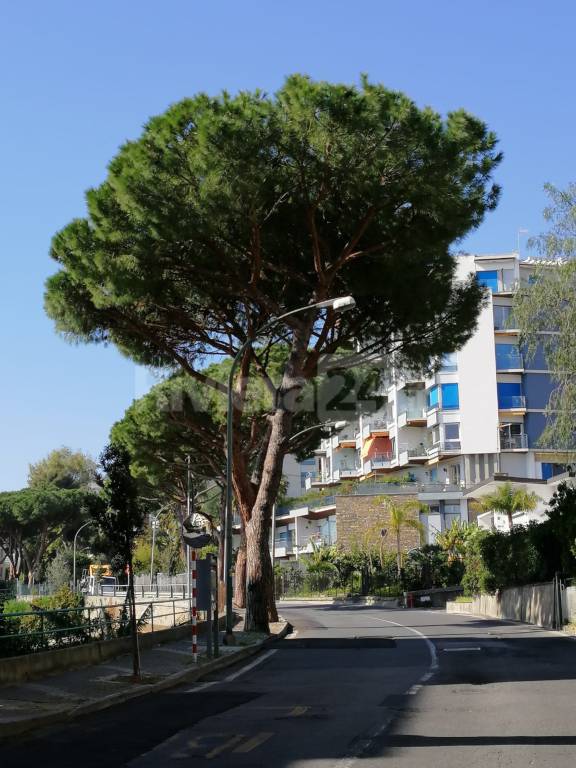 alberi sanremo