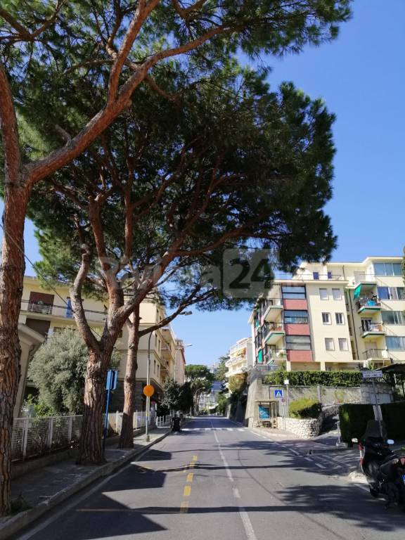 alberi sanremo