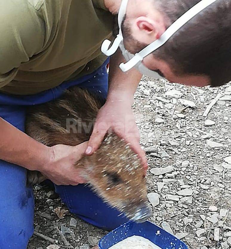 Pietrabruna, cuccioli di cinghiale cadono in una vasca: le immagini del salvataggio