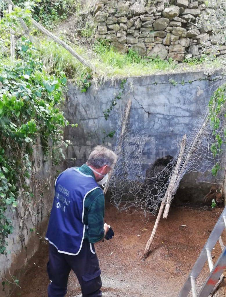 Pietrabruna, cuccioli di cinghiale cadono in una vasca: le immagini del salvataggio