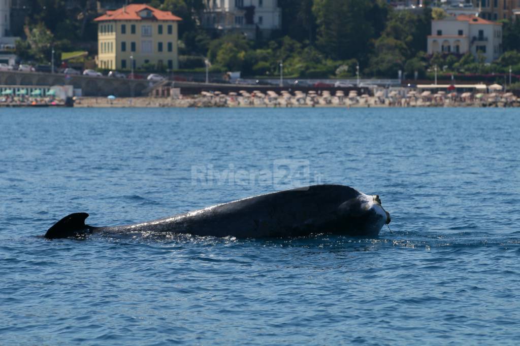 Codamozza Imperia