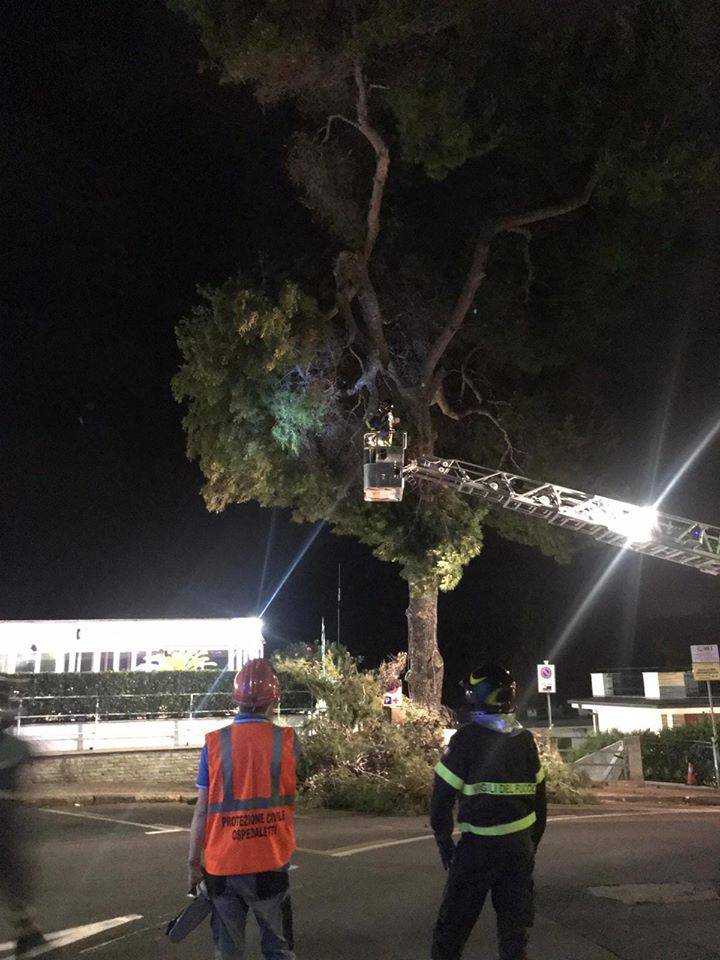 riviera24 - Cade pino in via Matteotti Ospedaletti