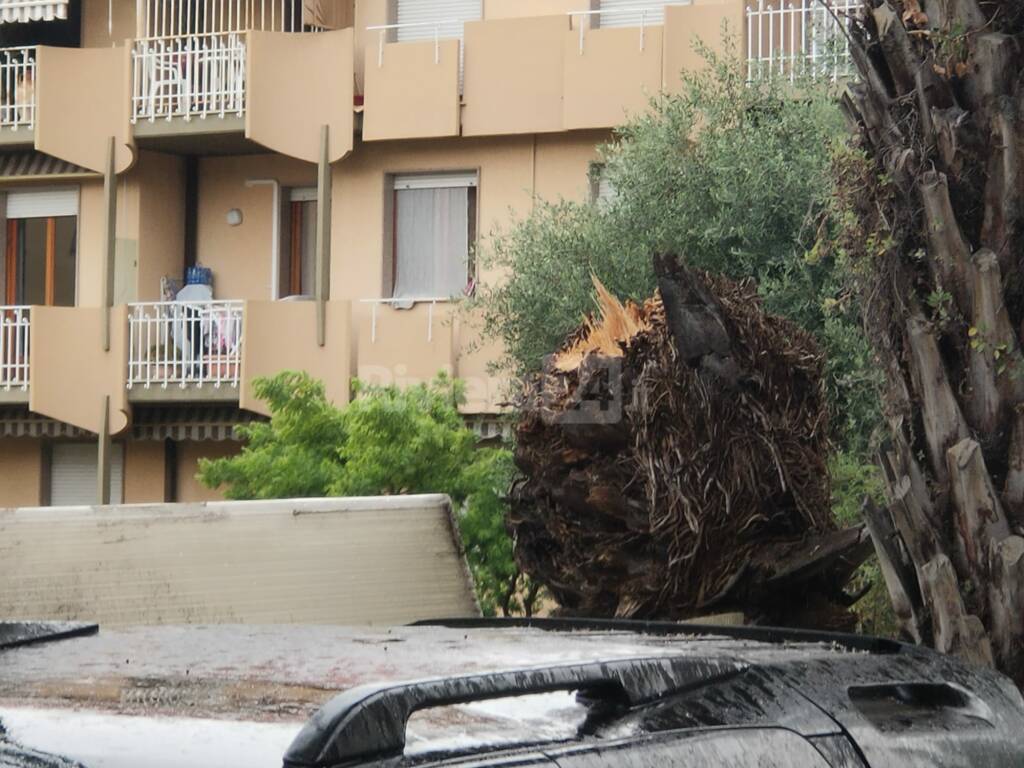 Palma spezzata Bordighera