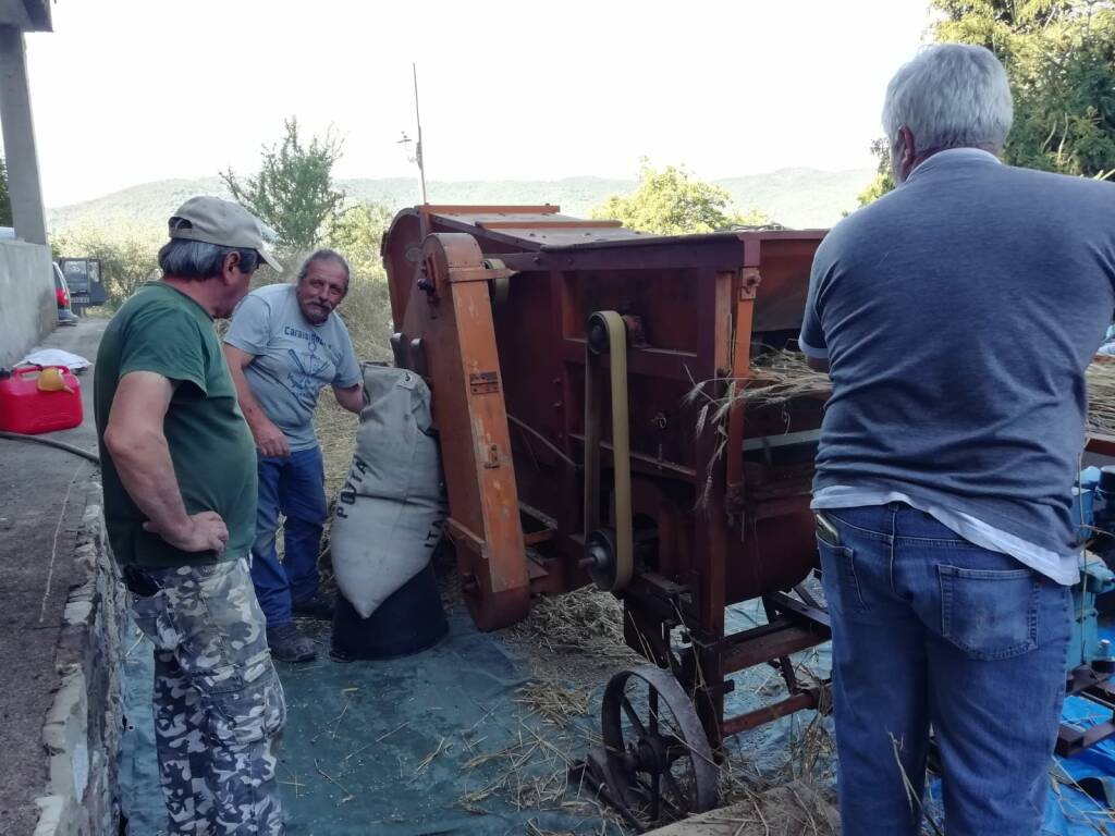 riviera24 - Trebbiatura del Grano a Ciabaudo