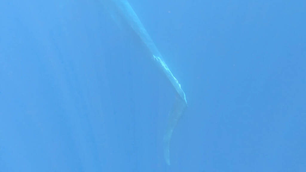Riviera24- balena ferita