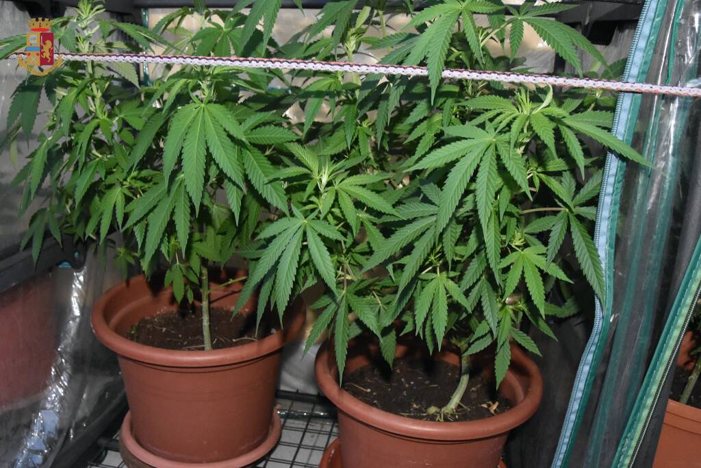 Ventimiglia, crea filiera di marijuana in casa: scoperto dalla polizia