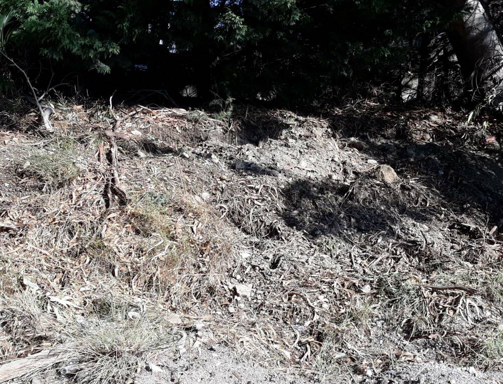 riviera24 - Cinghiali devastano il campo da calcio allo 'Zaccari'