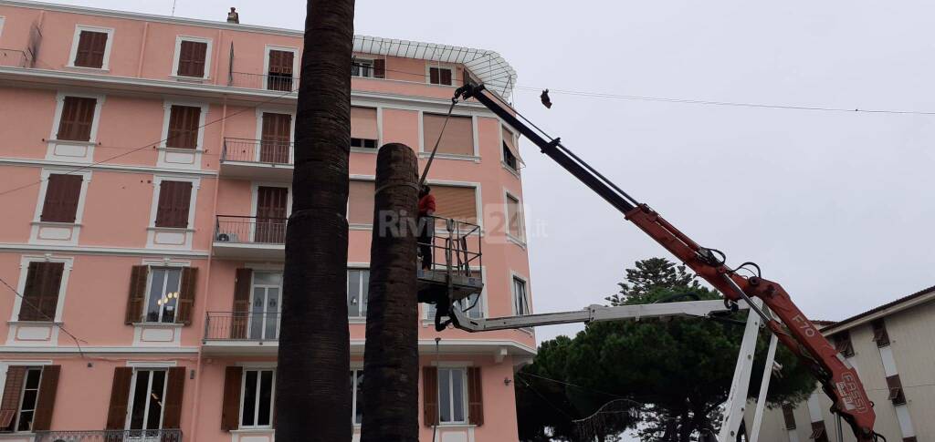 riviera24 - Potatura palme a Sanremo