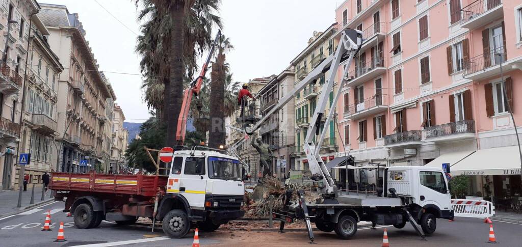 Sanremo, messa in sicurezza del verde pubblico: abbattuti 5 alberi a rischio crollo