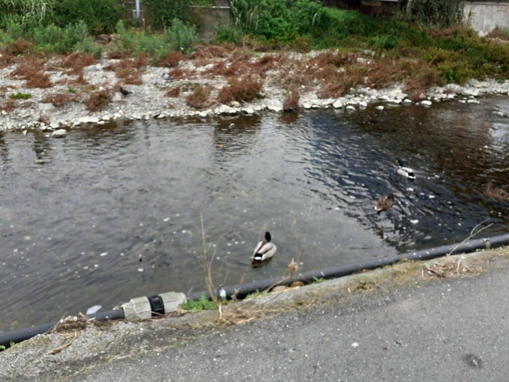 Foce del torrente San Pietro, l’ex vicesindaco di Diano Marina: «Un degrado da eliminare al più presto»