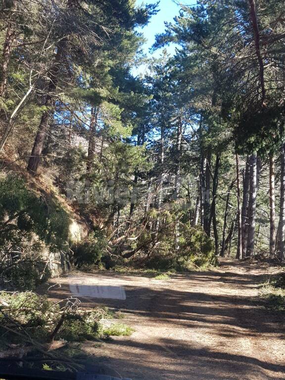 Bajardo, la provinciale 54 tra alberi crollati e incuria è quasi impraticabile