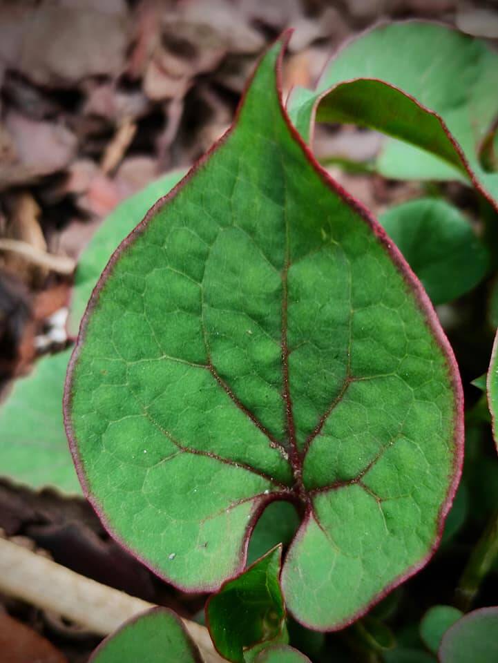 Il Giardino della Biodiversità si racconta