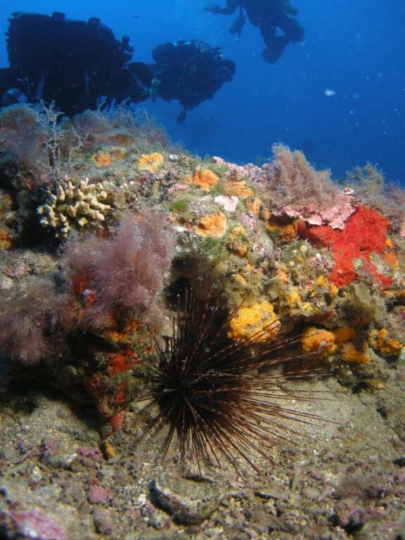 SIC marino di Capo Berta