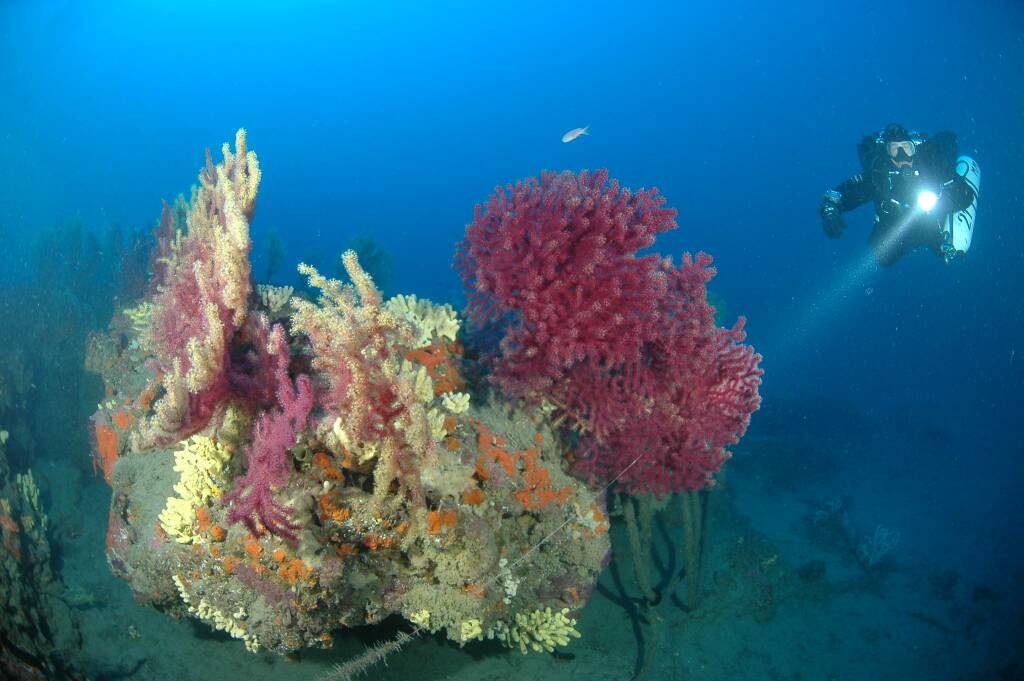 SIC marino di Capo Berta