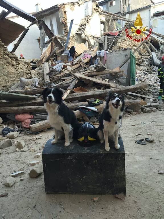 cane canada vigili del fuoco