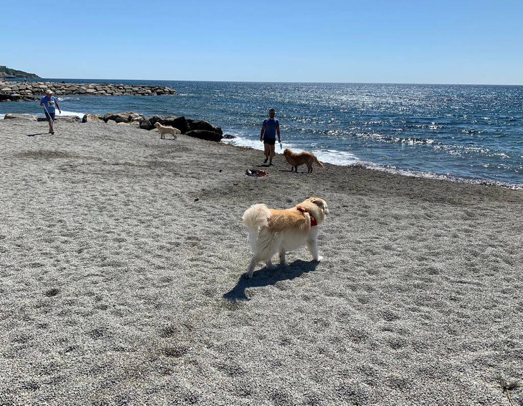 Riviera24- spiaggia cani san bartolomeo