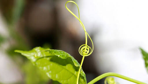 musica piante 
