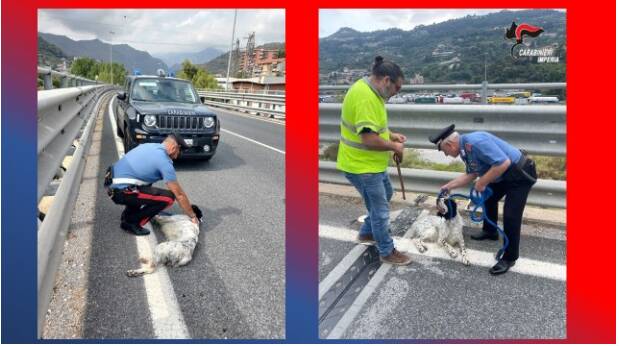 Cane salvato da carabinieri