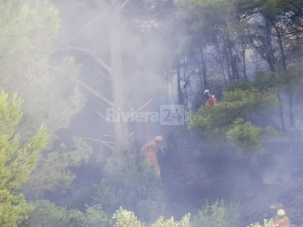 riviera24 - Castellaro, incendio in una pineta