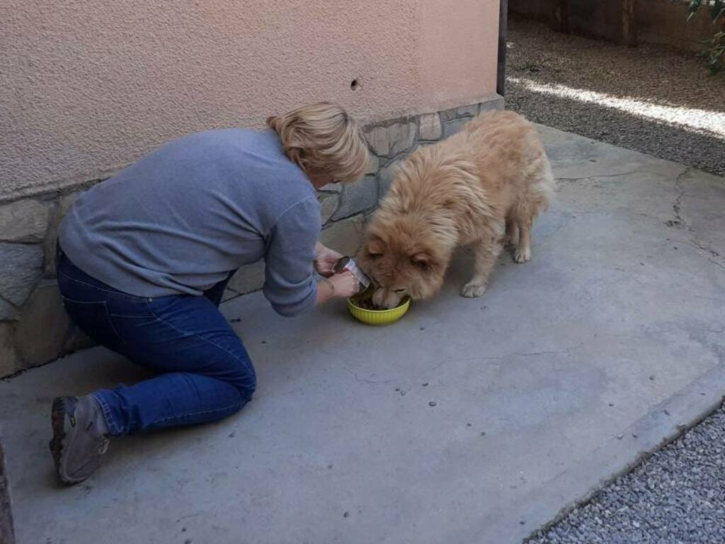 Cane Leon